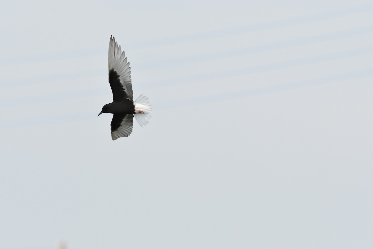 White-winged Tern - ML345948511