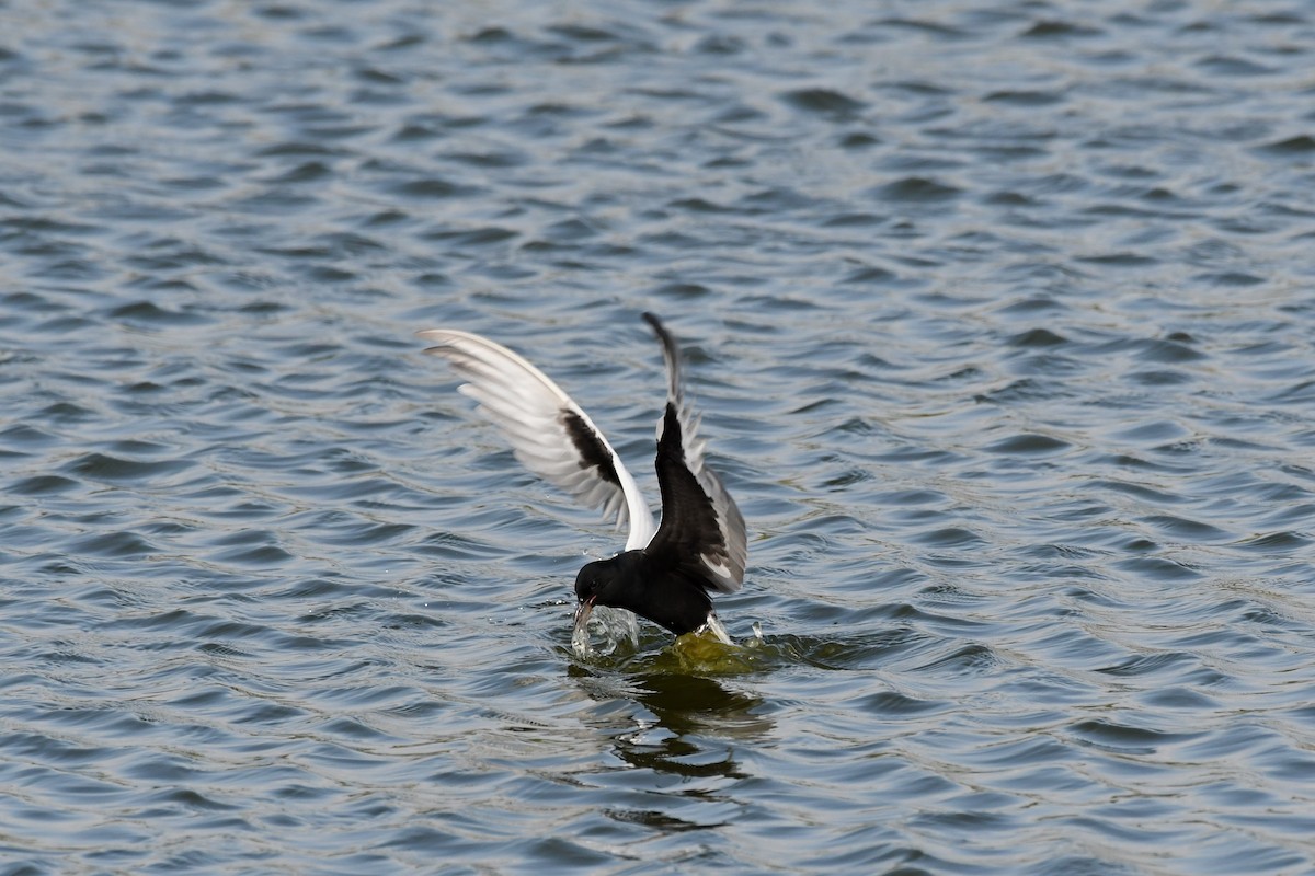 White-winged Tern - ML345948531