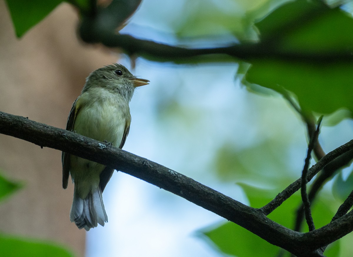 Acadian Flycatcher - Forest Botial-Jarvis