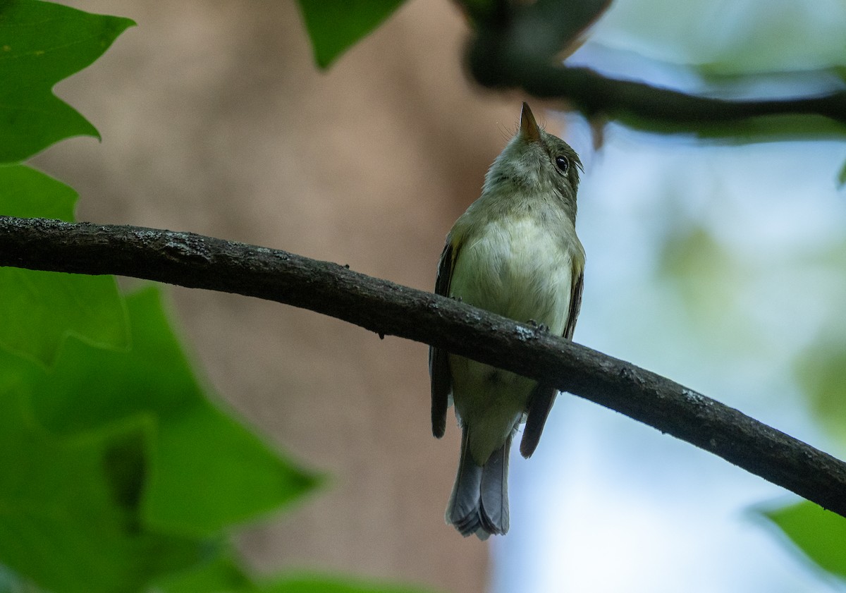 Acadian Flycatcher - ML345948811