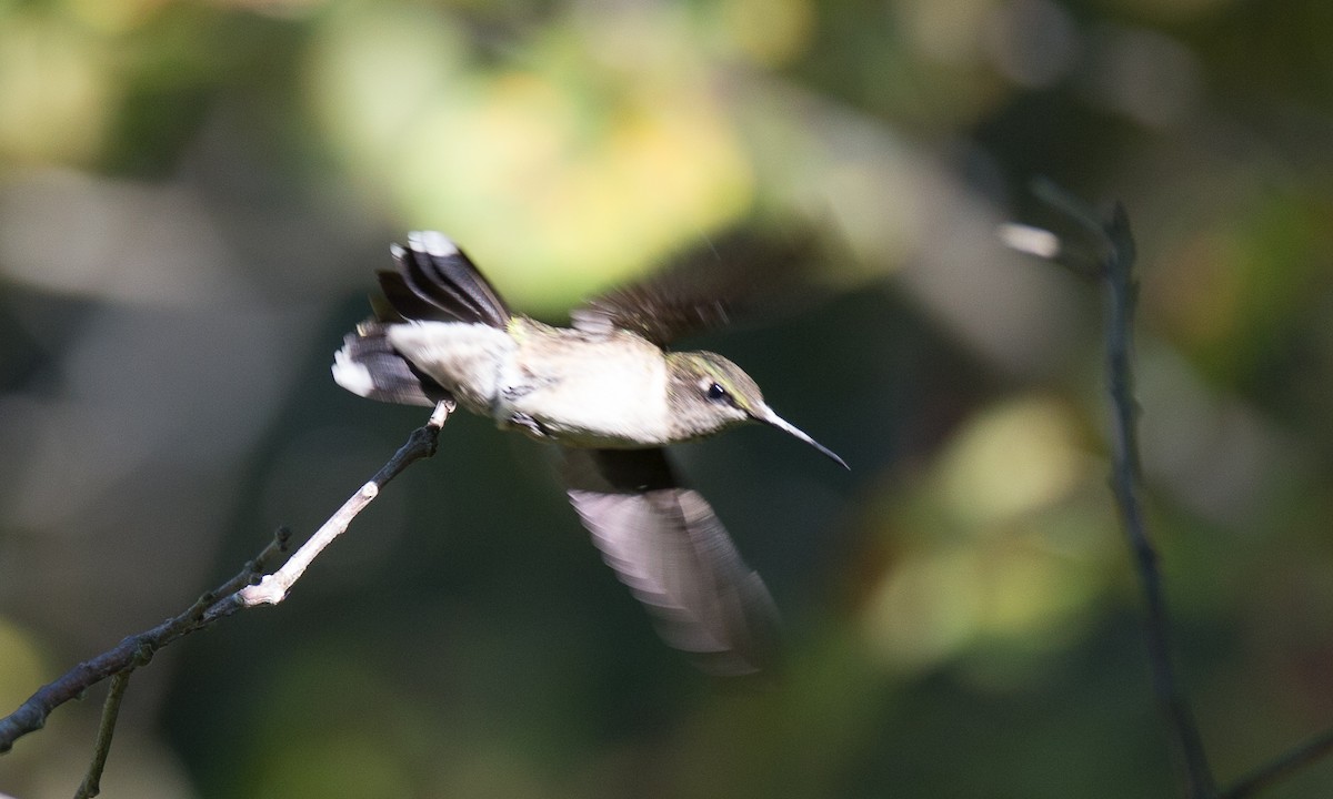 Colibrí Gorjirrubí - ML34594901