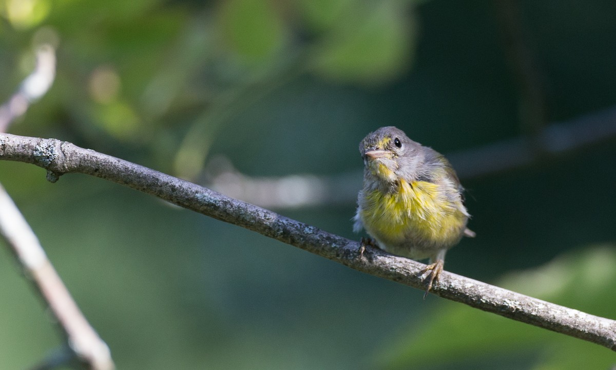 Pine Warbler - ML34594921