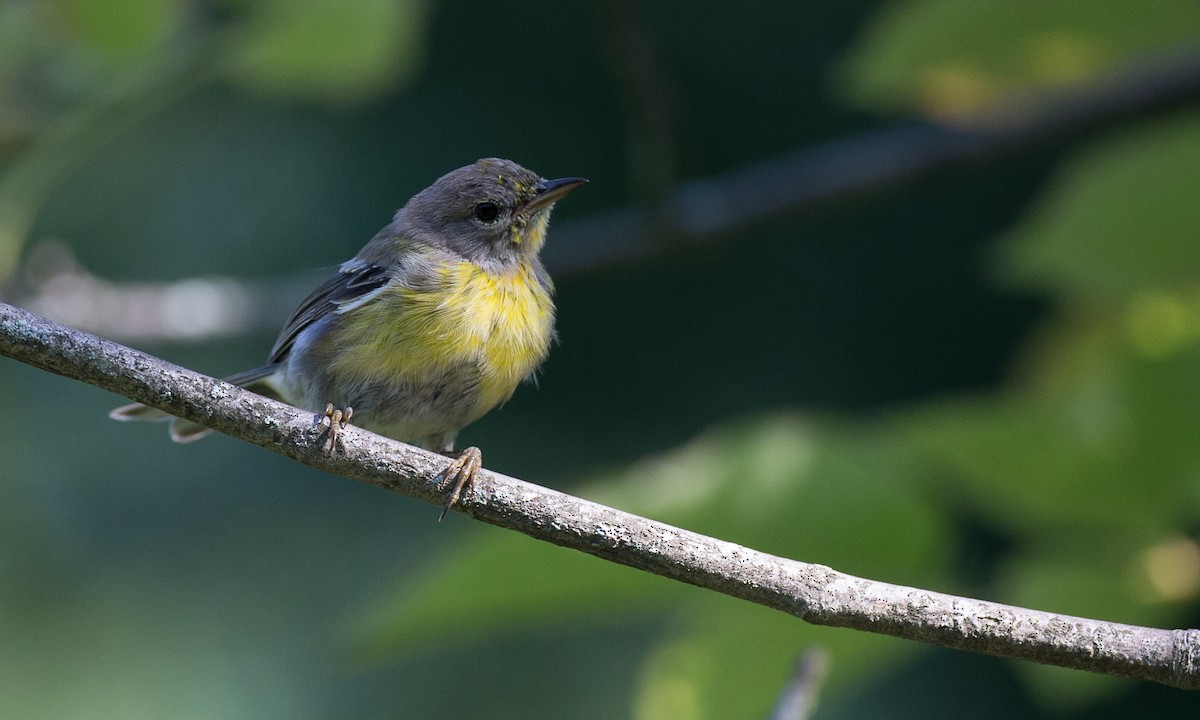 Pine Warbler - ML34594951