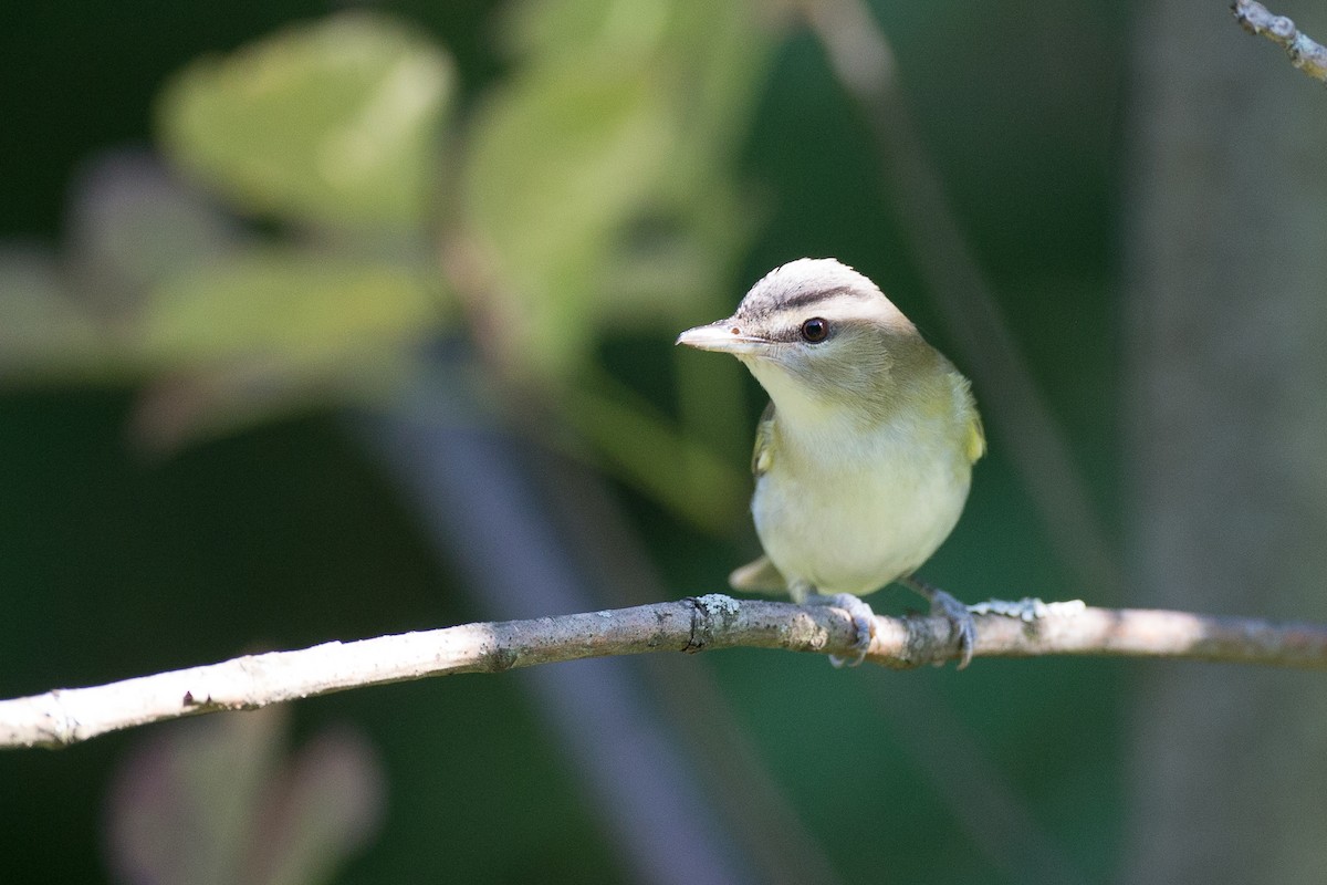 Kızıl Gözlü Vireo - ML34594981