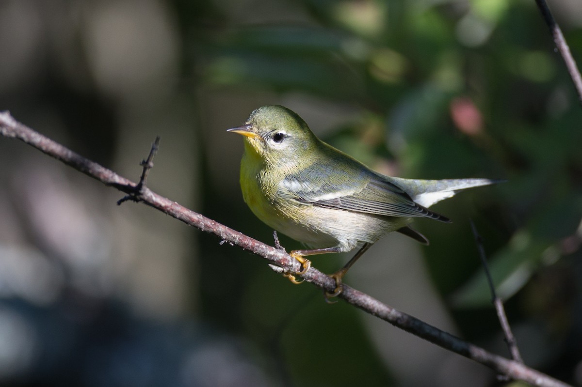 Northern Parula - ML34595011