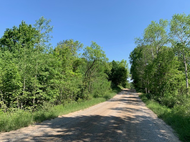 American Redstart - ML345950371