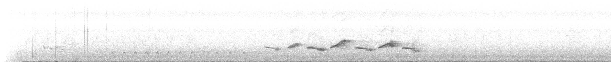 Скеляр білокрилий - ML345950791