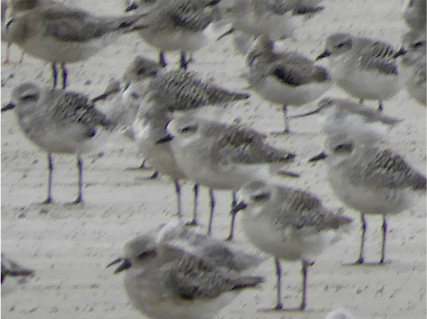 Black-bellied Plover - ML345951571