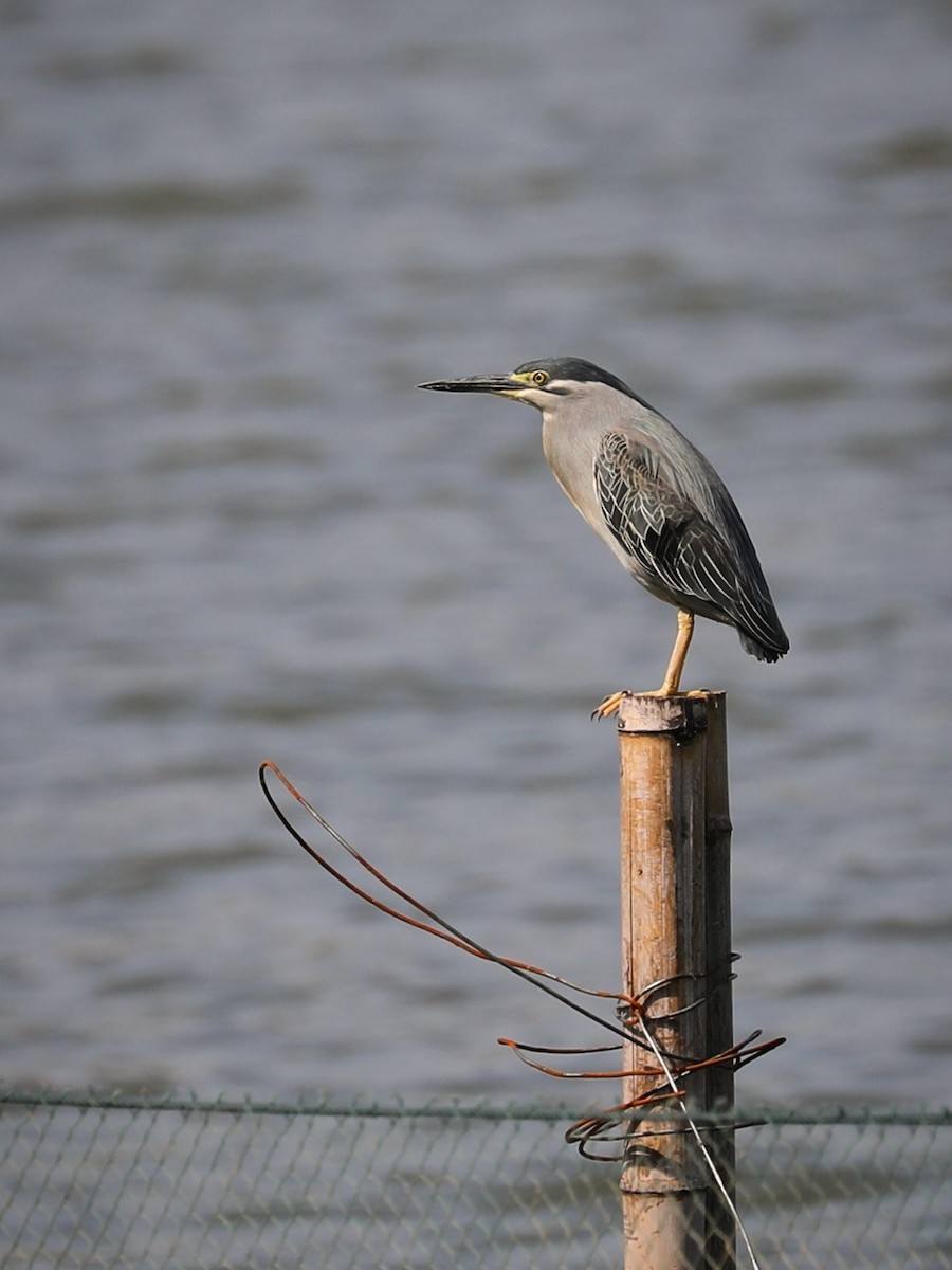 Striated Heron - ML345951791