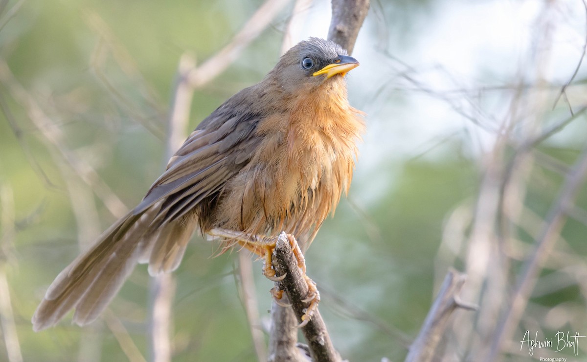 Rufous Babbler - ML345954621