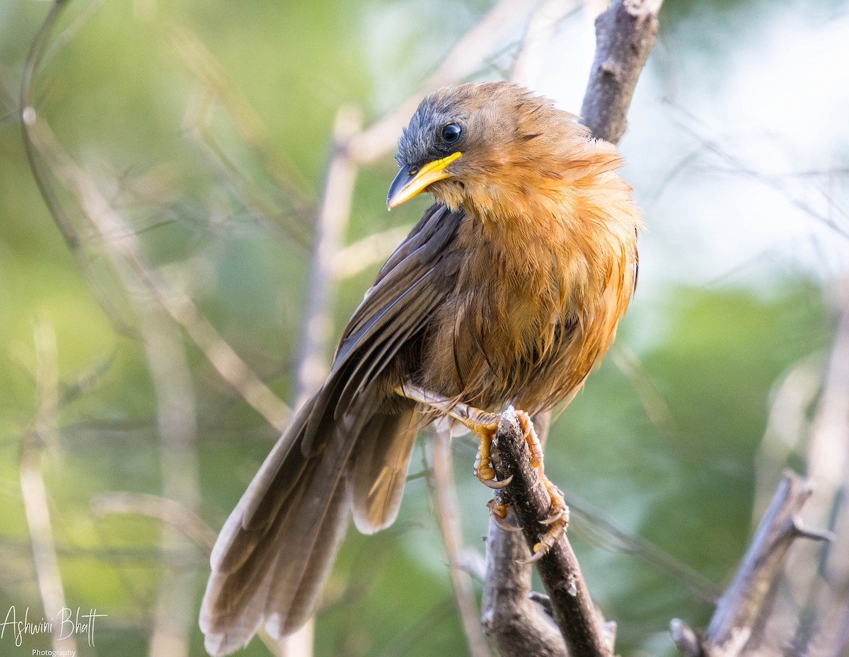 Rufous Babbler - ML345954641