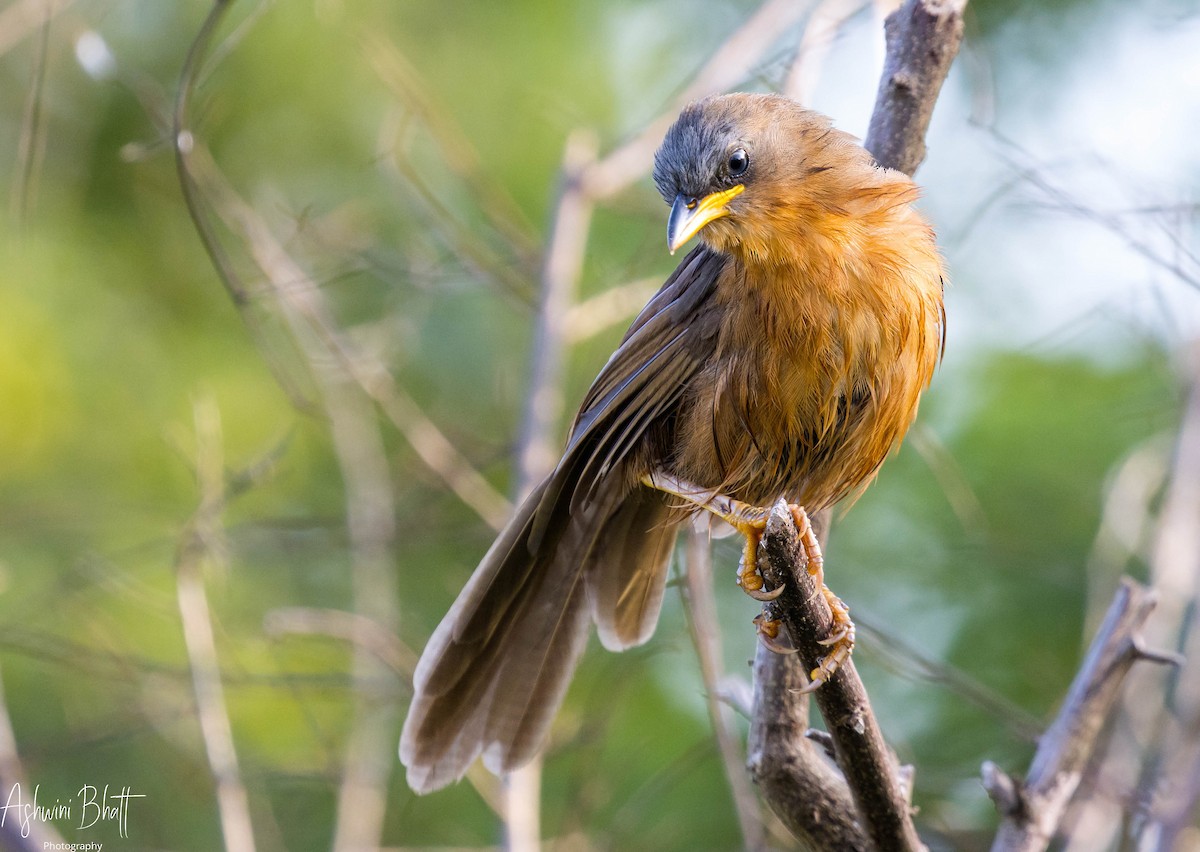 Rufous Babbler - ML345954651