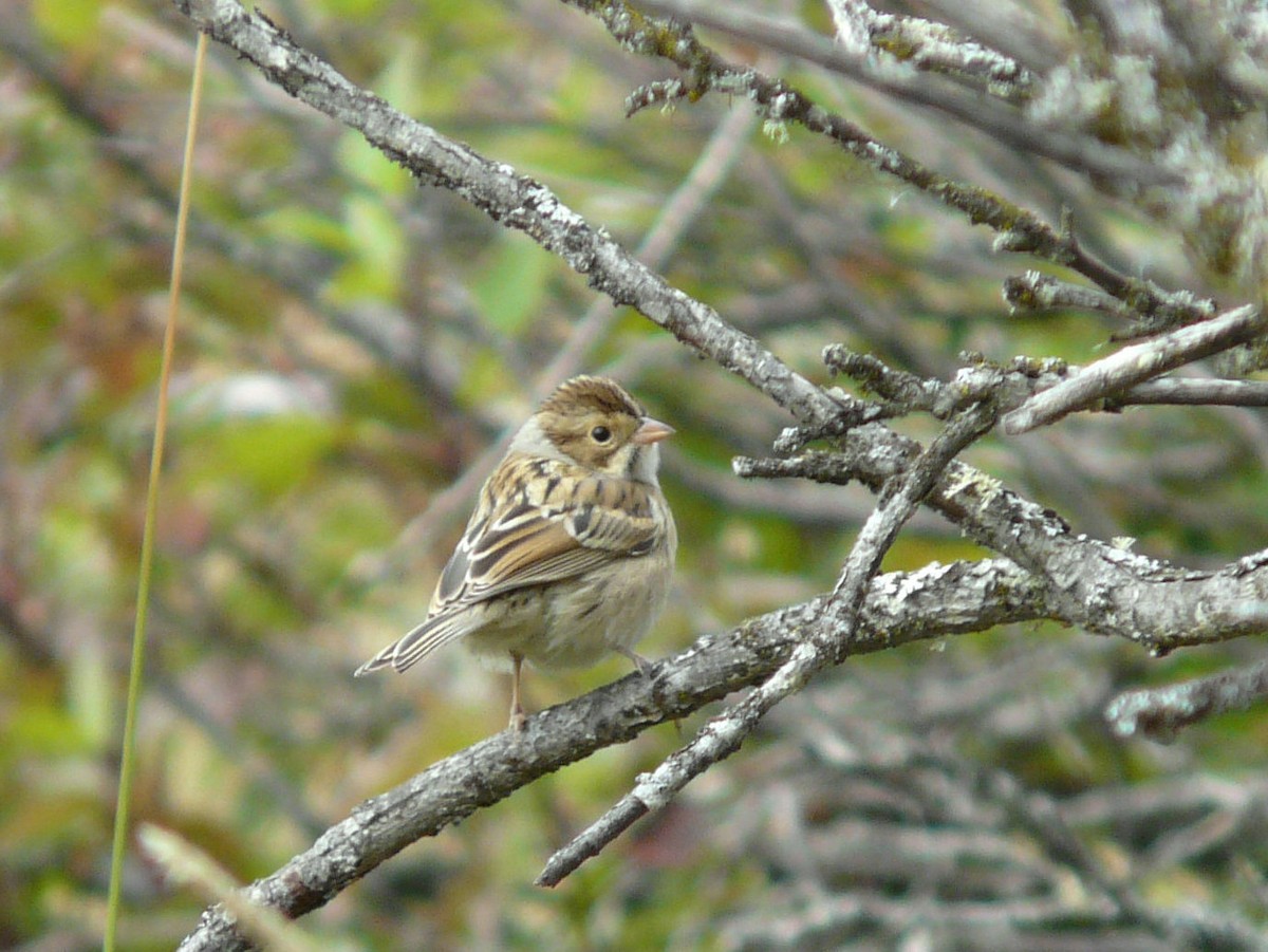 Clay-colored Sparrow - ML34595561