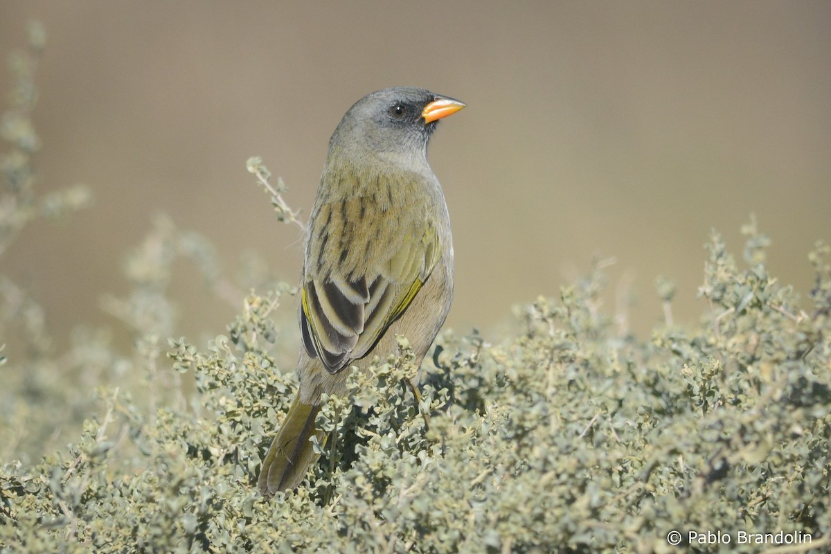 Great Pampa-Finch (Eastern) - ML345955891