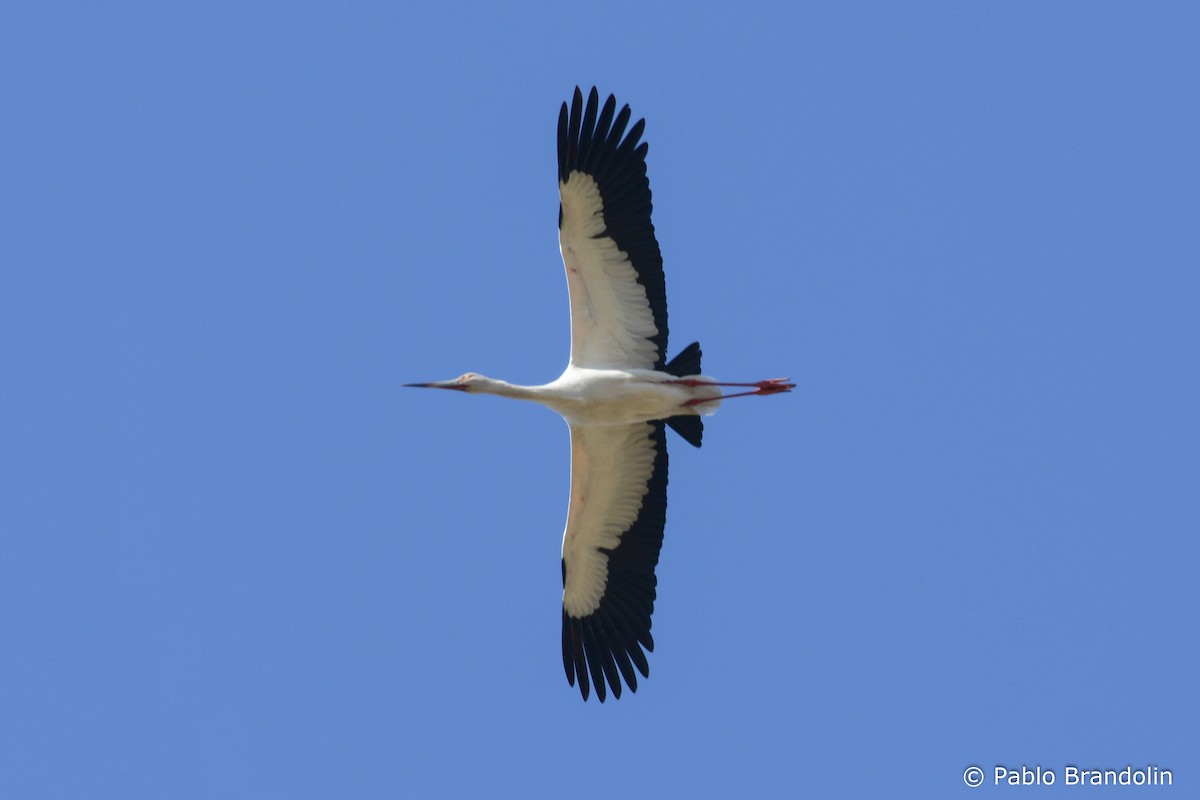 Cigogne maguari - ML345956531