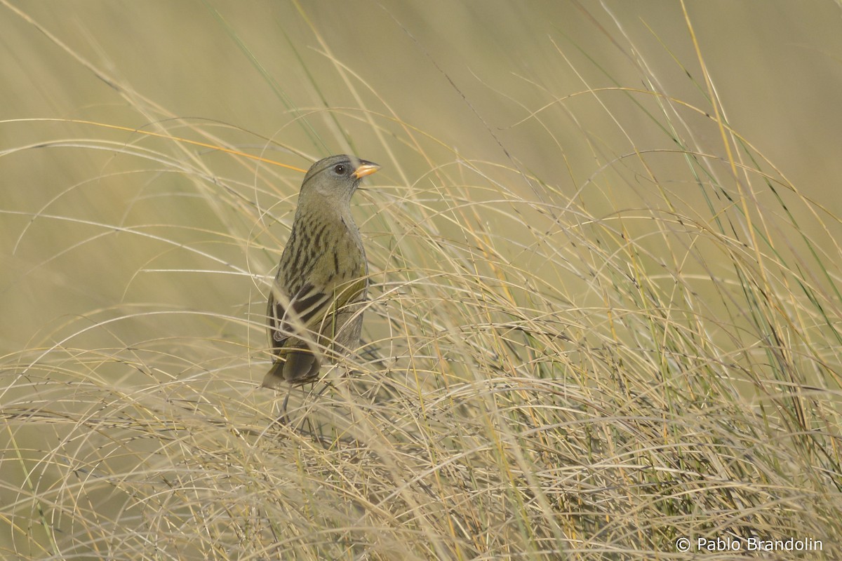 Great Pampa-Finch (Eastern) - ML345956601