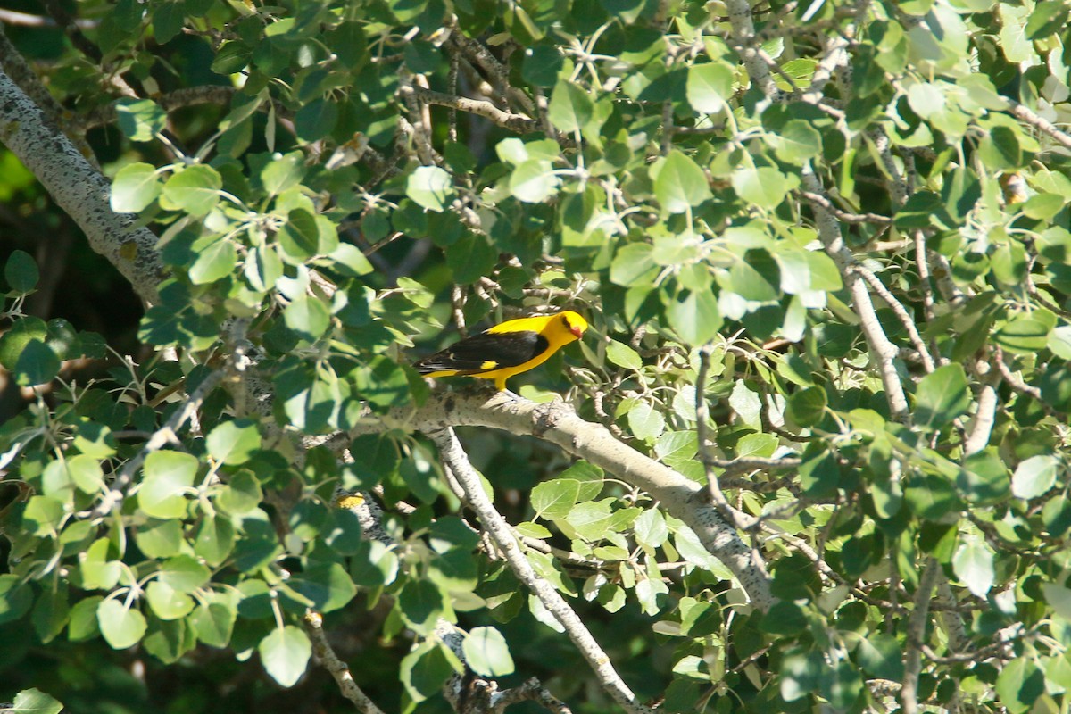 Eurasian Golden Oriole - David Pérez