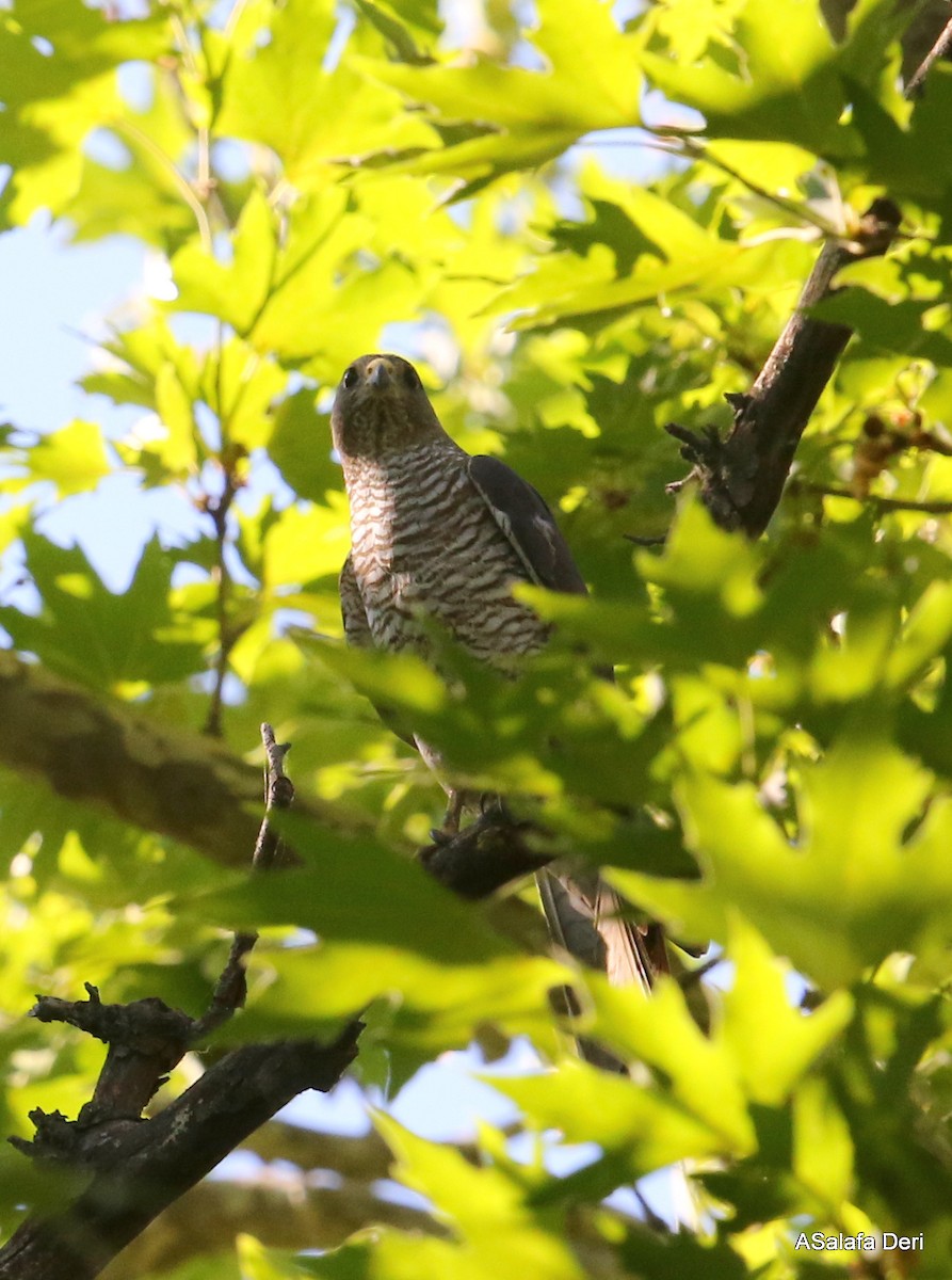 Levant Sparrowhawk - Fanis Theofanopoulos (ASalafa Deri)