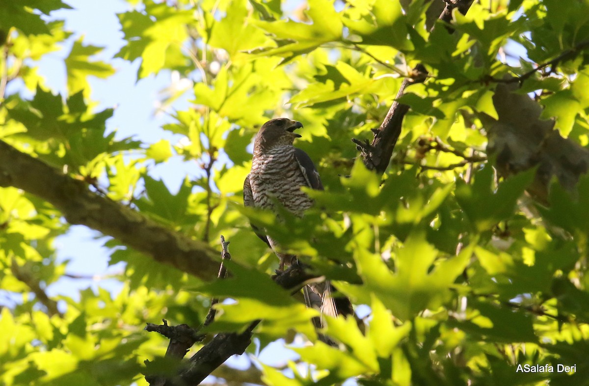 Levant Sparrowhawk - Fanis Theofanopoulos (ASalafa Deri)