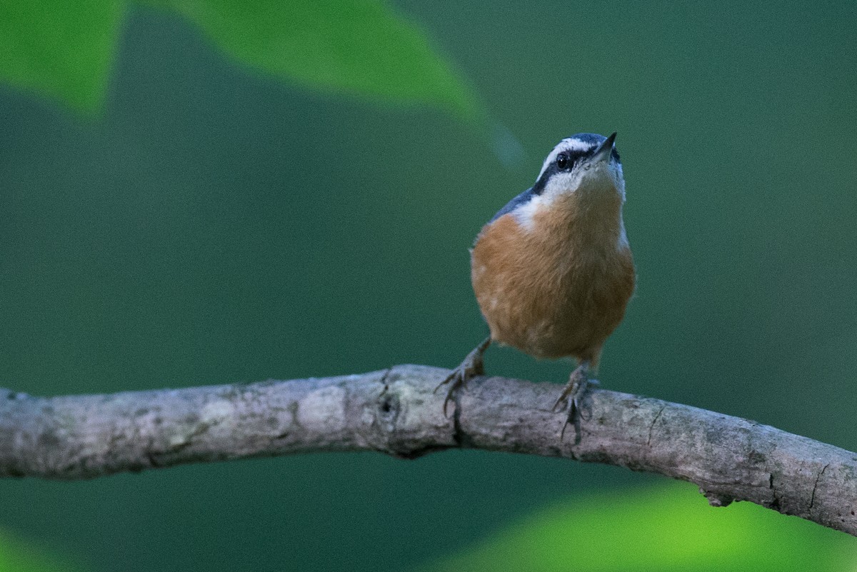 Red-breasted Nuthatch - ML34595851