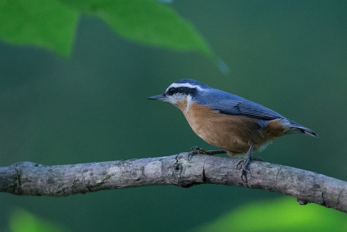 Red-breasted Nuthatch - ML34595861