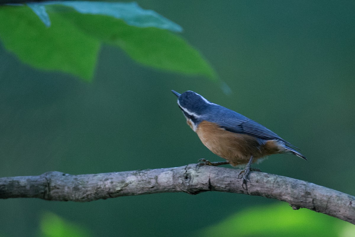 Red-breasted Nuthatch - ML34595871