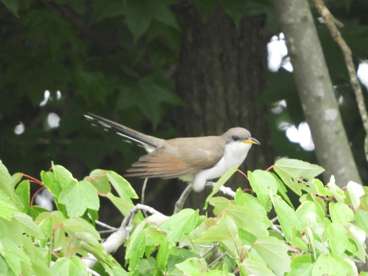 Yellow-billed Cuckoo - ML345959601