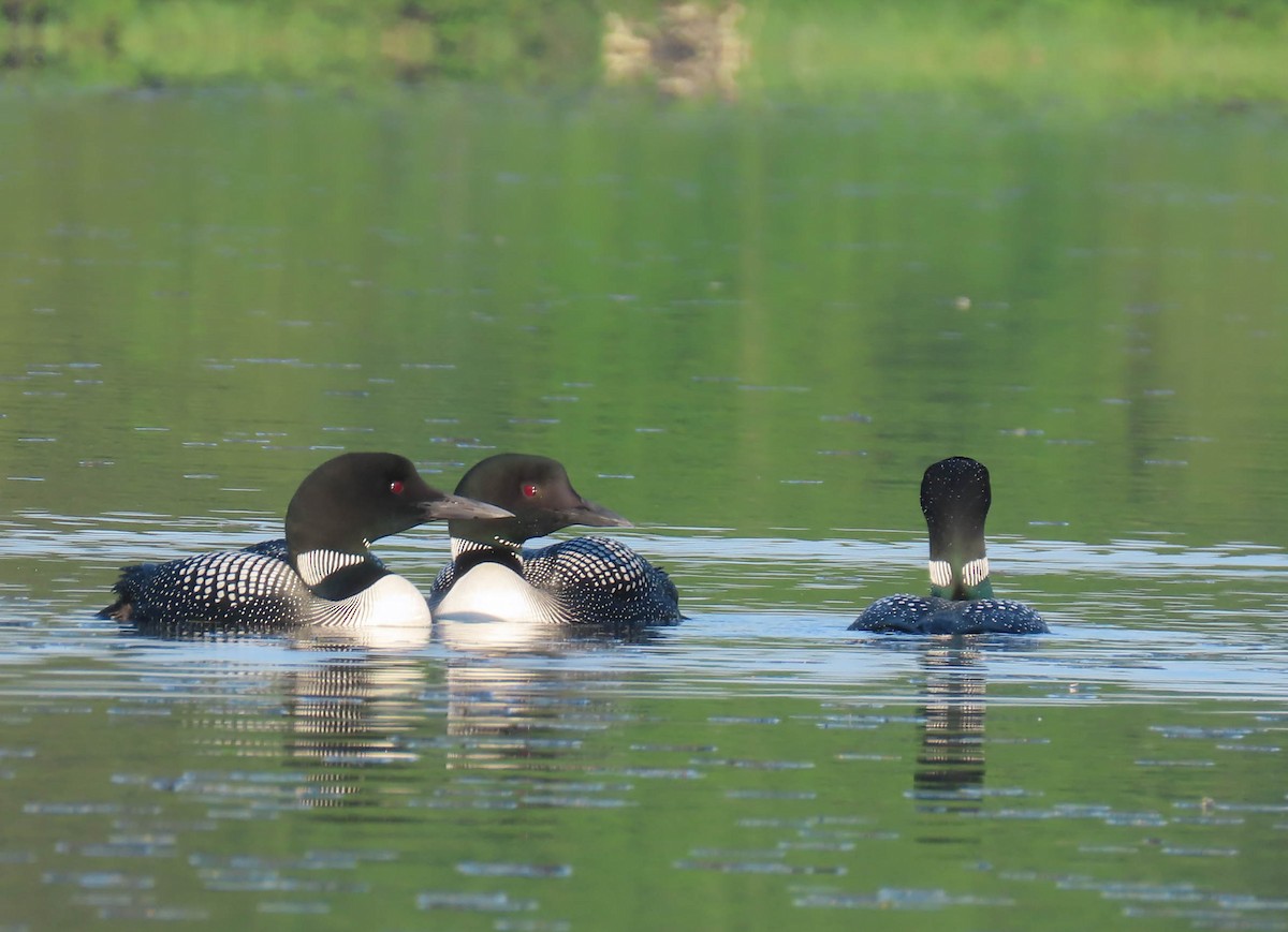 Plongeon huard - ML345959651