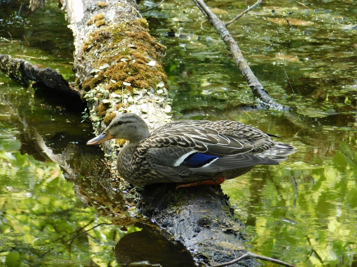 Stockente - ML345959671