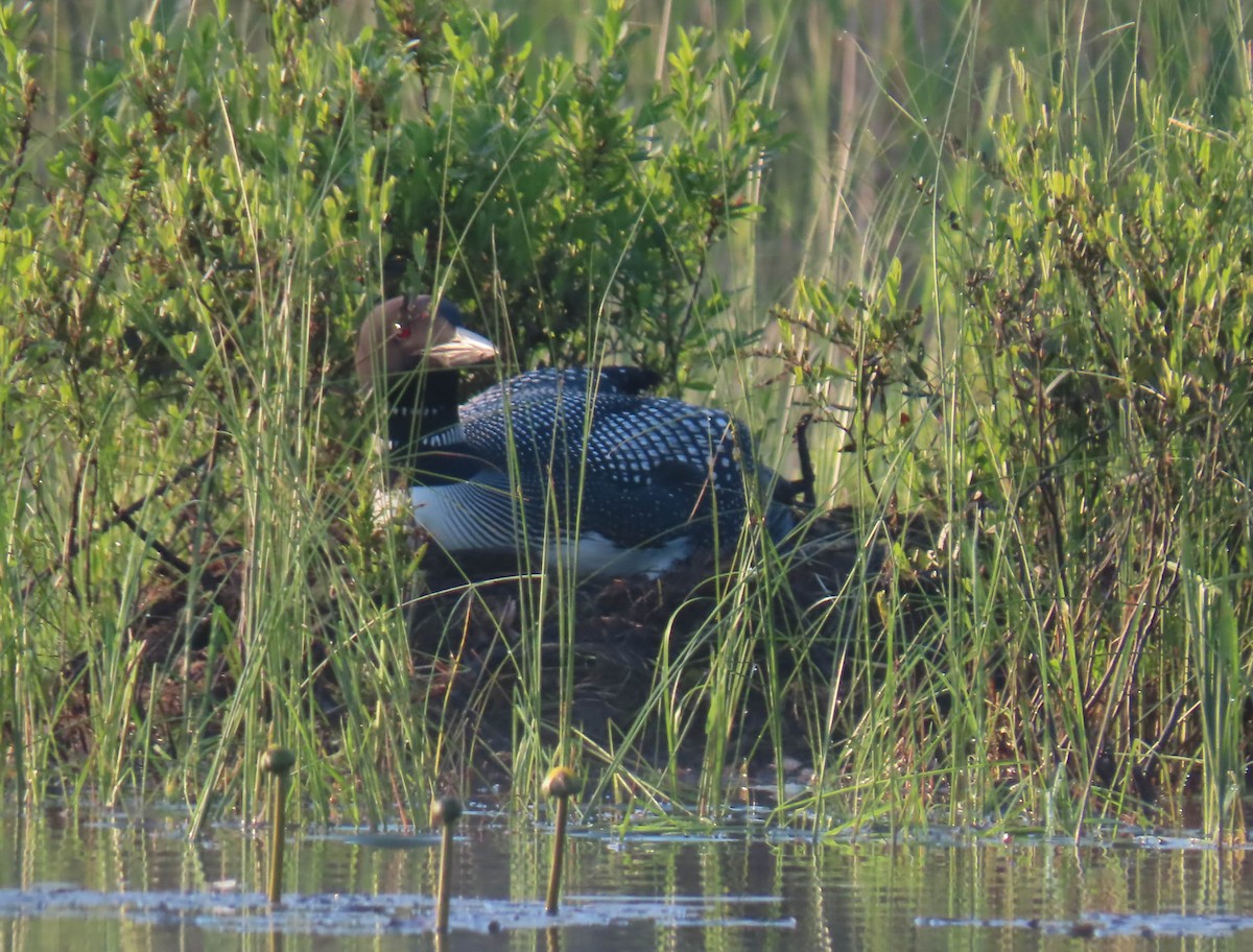 Plongeon huard - ML345959691