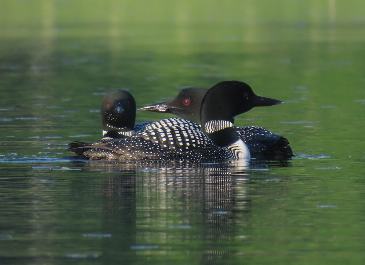 Common Loon - sheila goss