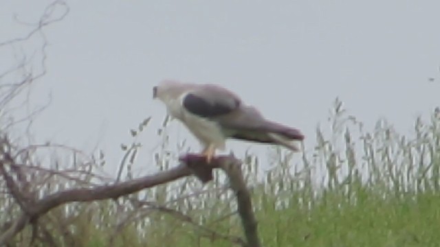 White-tailed Kite - ML345960551