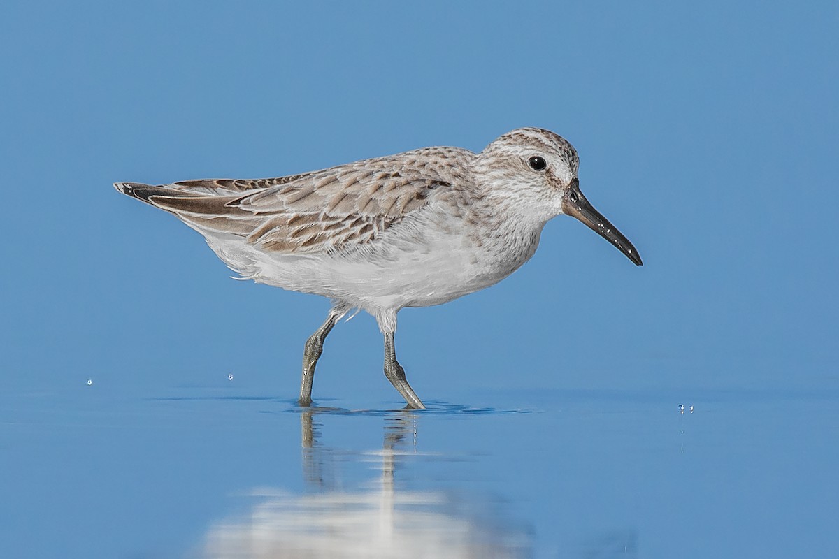 Broad-billed Sandpiper - Natthaphat Chotjuckdikul