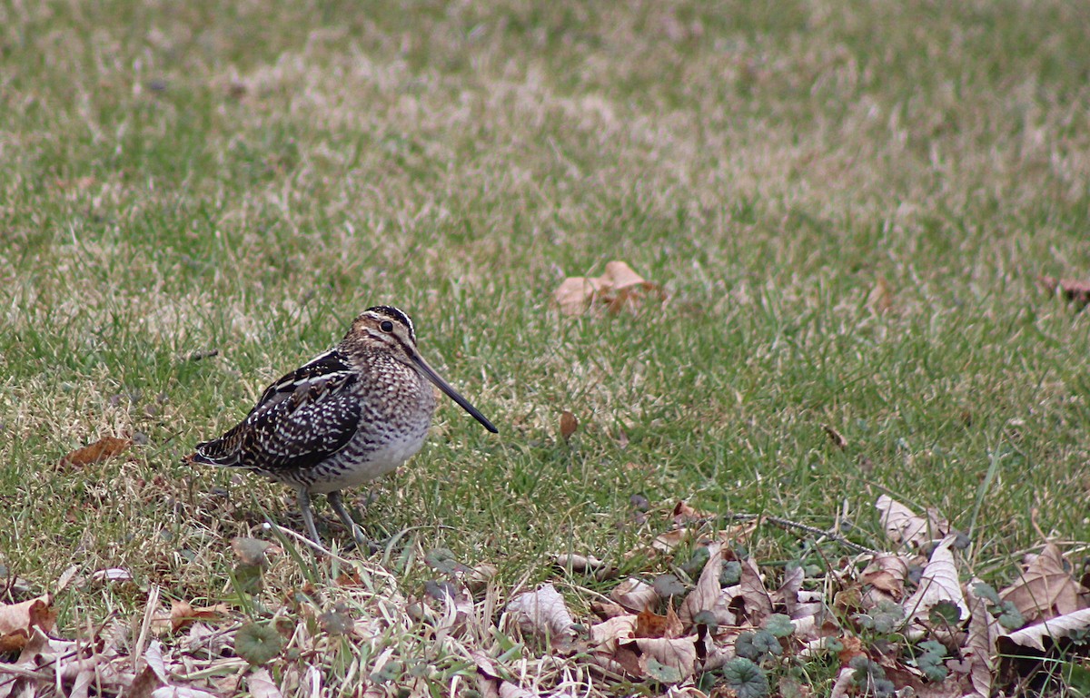 Wilson's Snipe - ML34596511