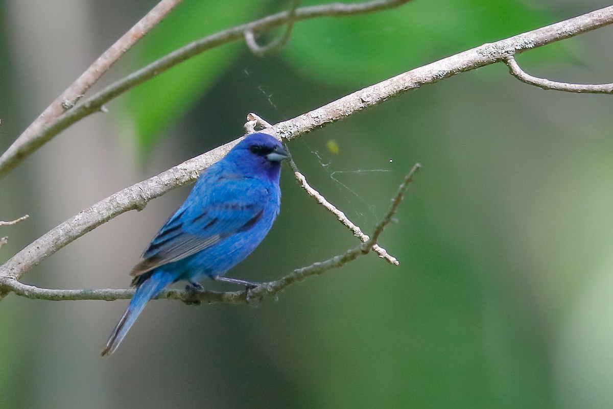 Indigo Bunting - Doug  Ward