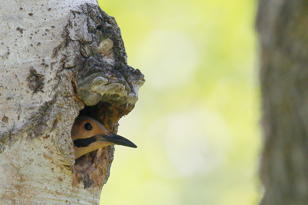 Northern Flicker - ML345967421