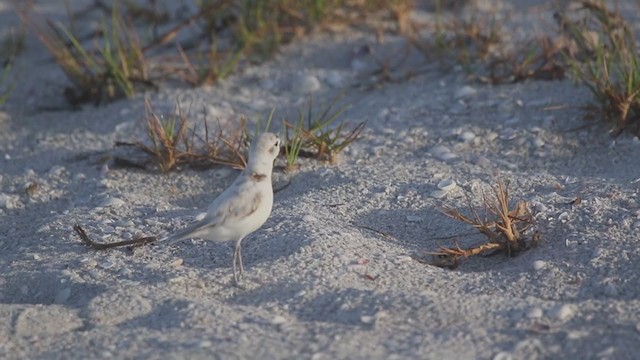 Snowy Plover - ML345967581