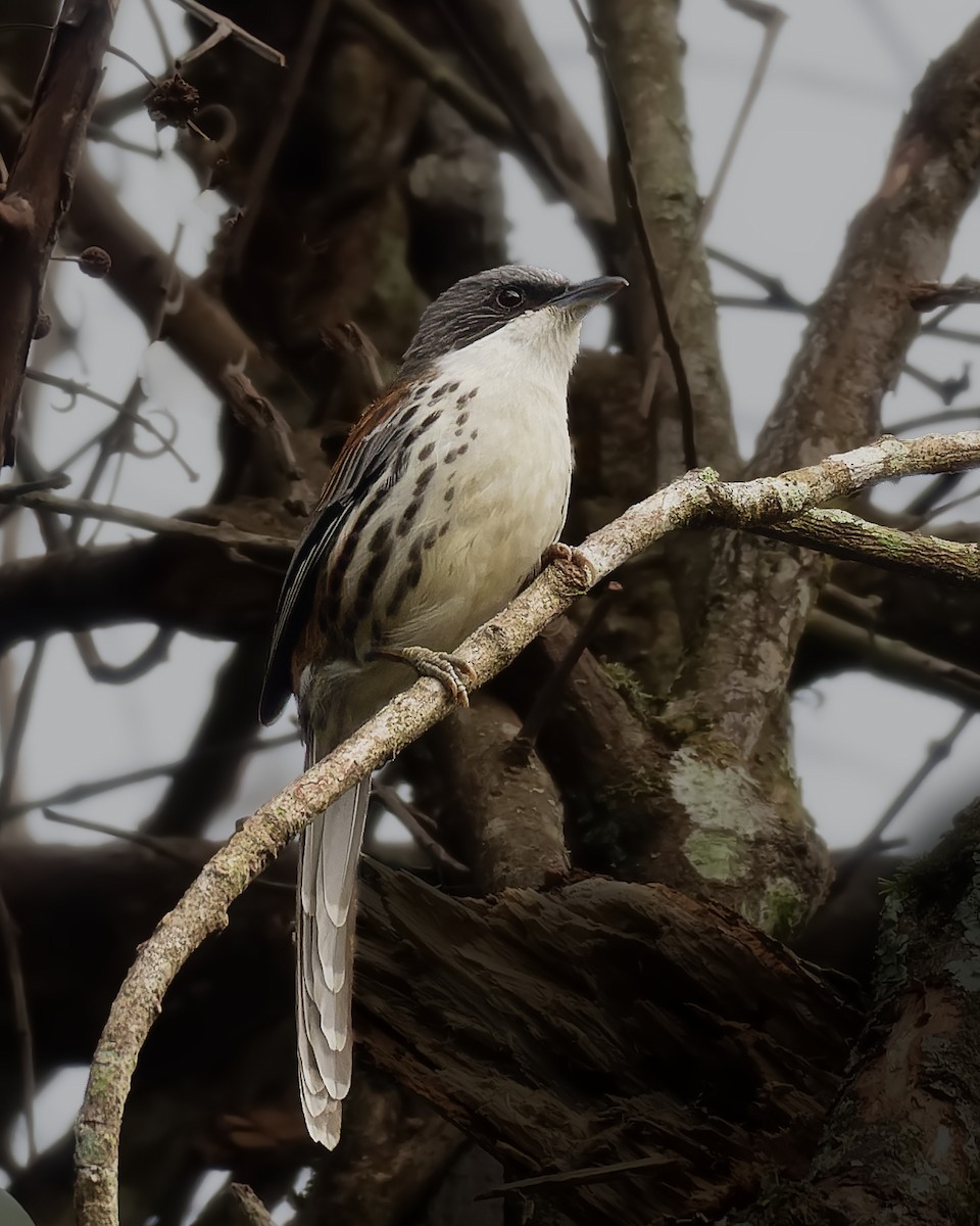 Gray-crowned Crocias - Marc Choisy