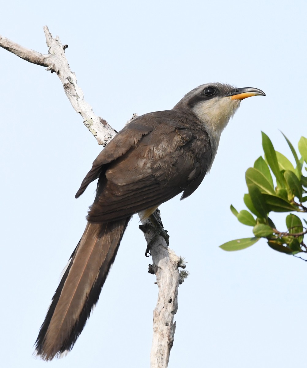 Mangrove Cuckoo - ML345969401