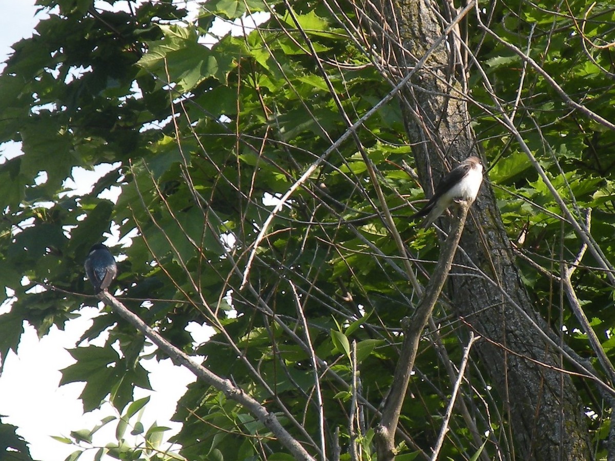 Tree Swallow - ML345969431