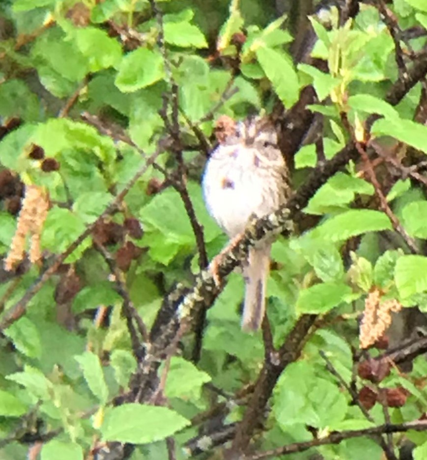 Lincoln's Sparrow - ML345971811