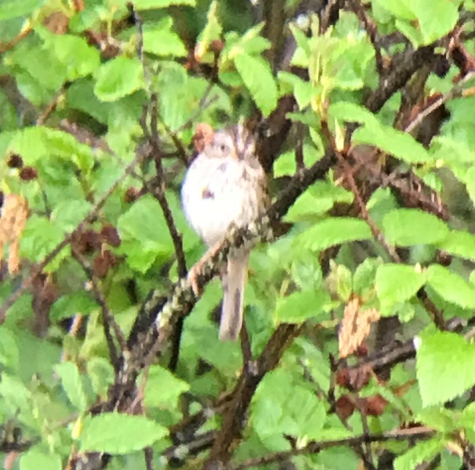 Lincoln's Sparrow - ML345971831
