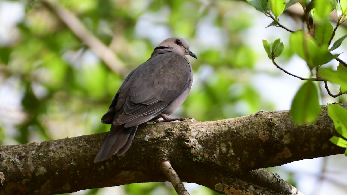 Red-eyed Dove - Vlad Sladariu