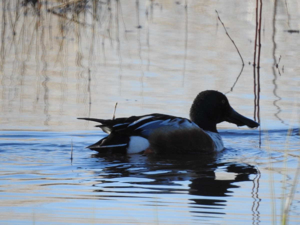 Northern Shoveler - ML345973301