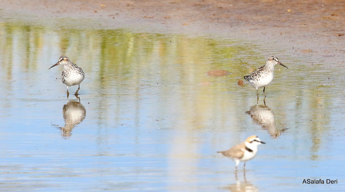 Broad-billed Sandpiper - ML345973691