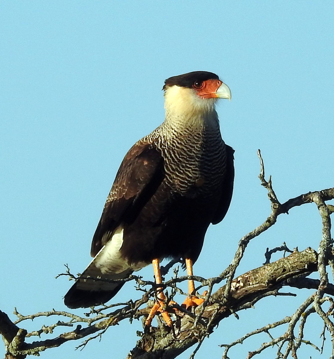 Crested Caracara (Southern) - ML345977651