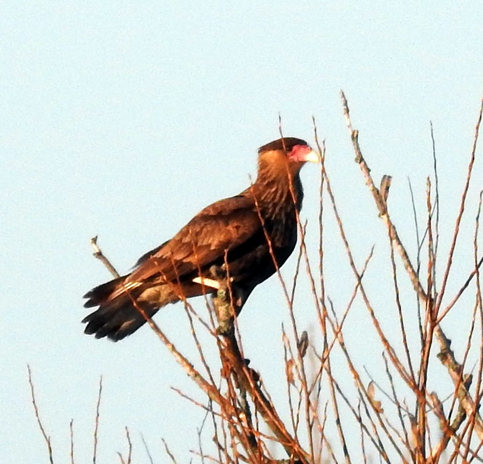 Crested Caracara (Southern) - ML345977701