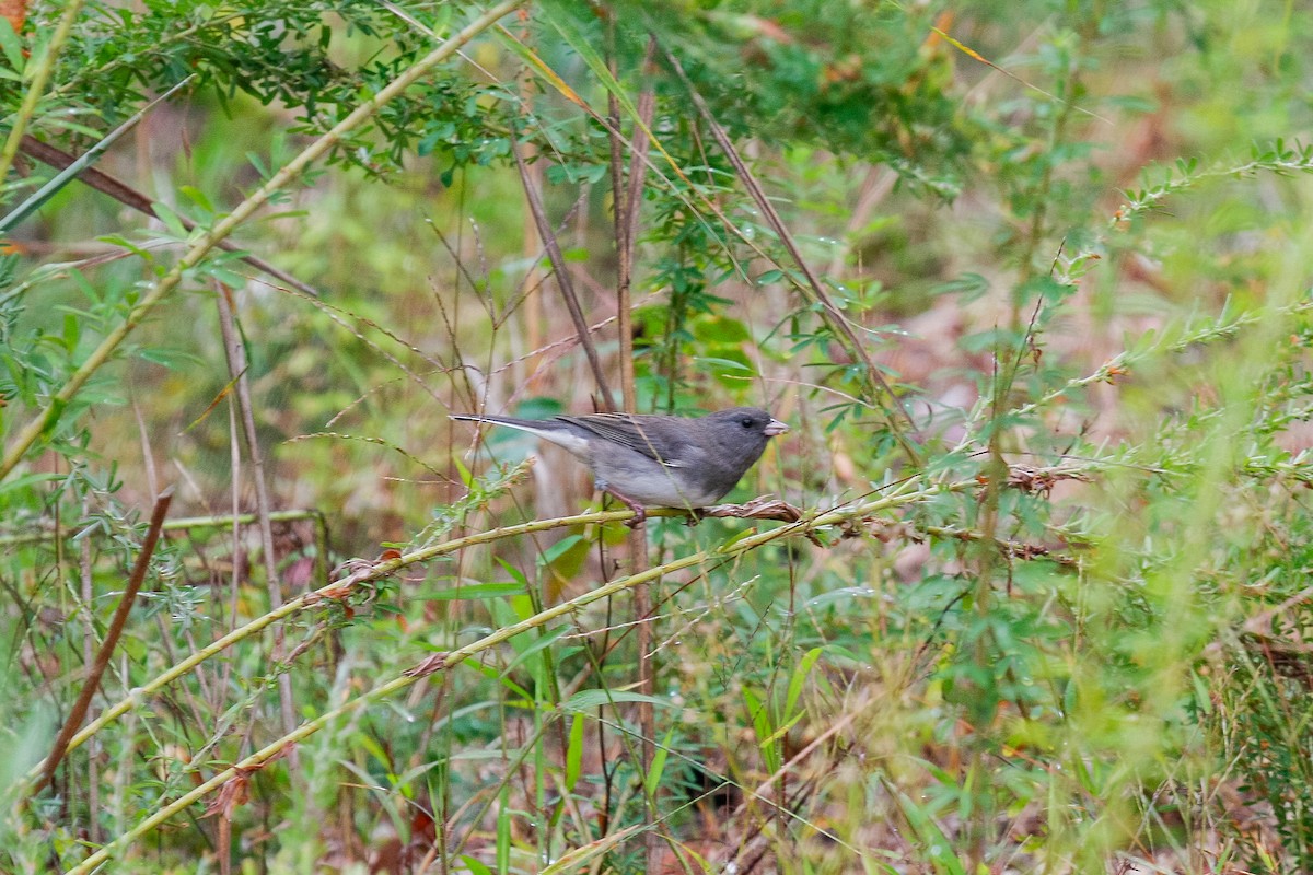 Dark-eyed Junco (Slate-colored) - ML345977951