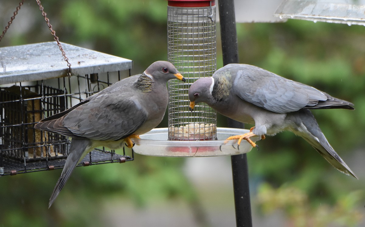 Band-tailed Pigeon - ML345978861