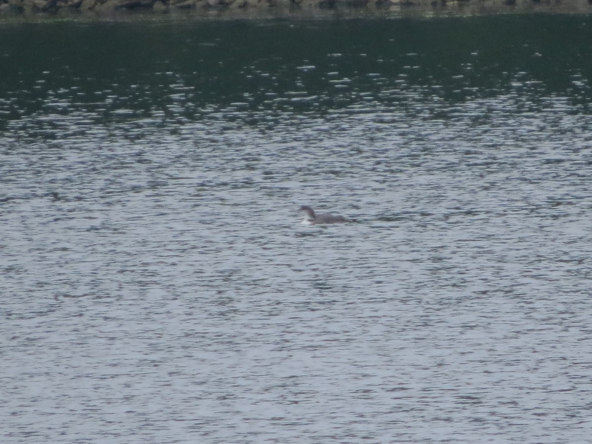 Plongeon huard - ML345978881
